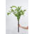 Fern Arrangement