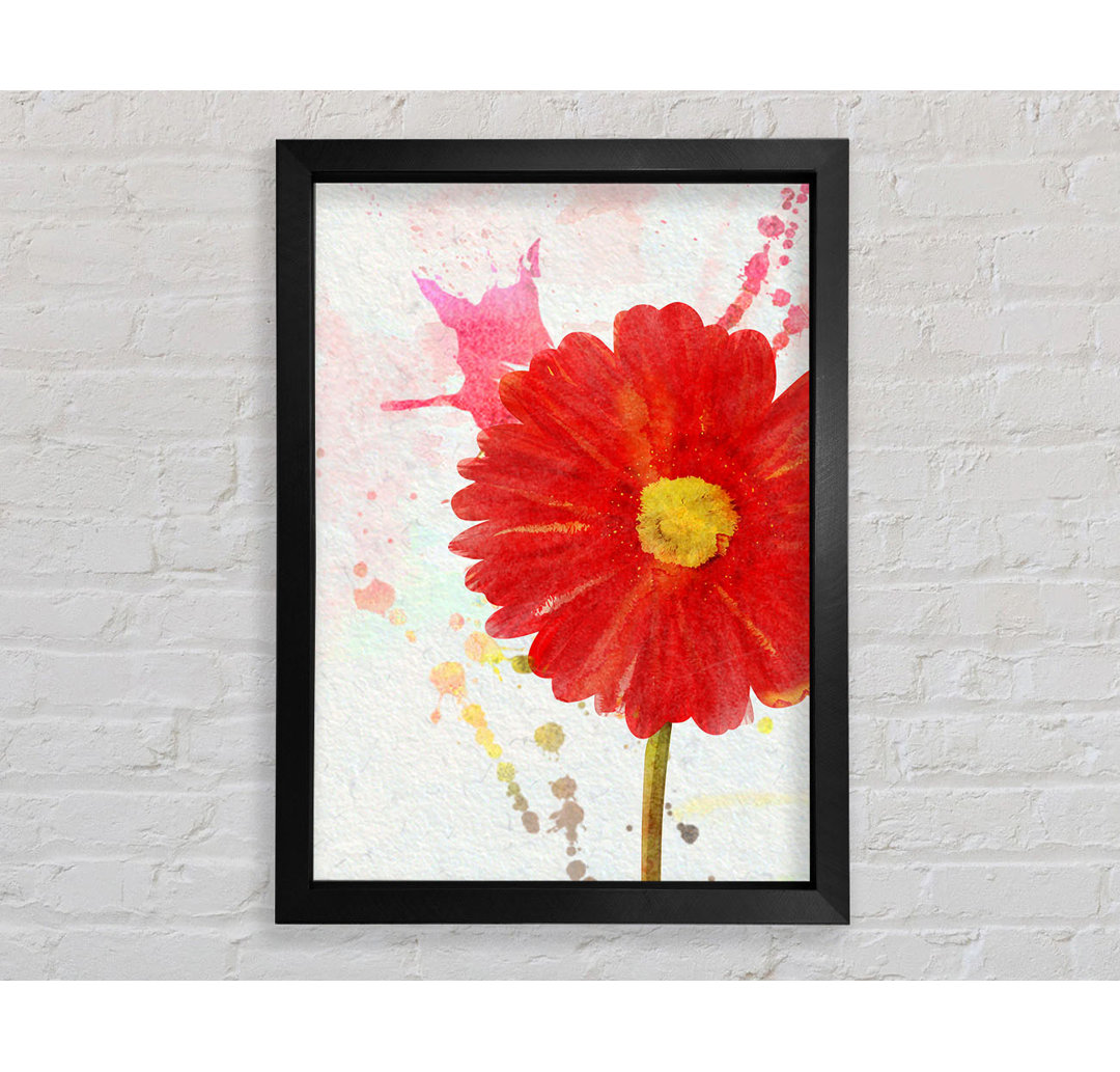 Gerbera Splash Gerahmter Druck