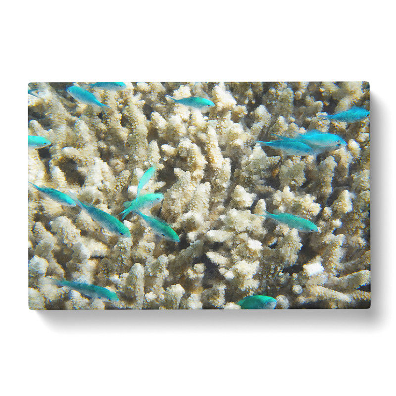 Coral Reef And Blue Fish - Wrapped Canvas, 40cm H x 60cm W x 3cm D