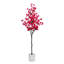 72 Bougainvillées