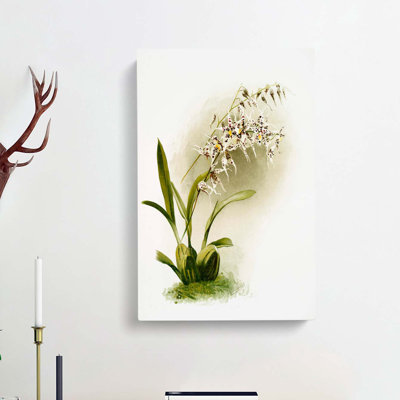 Magnolia Flowers Illustration Tab. 44 by Frederick Sander - Wrapped Canvas