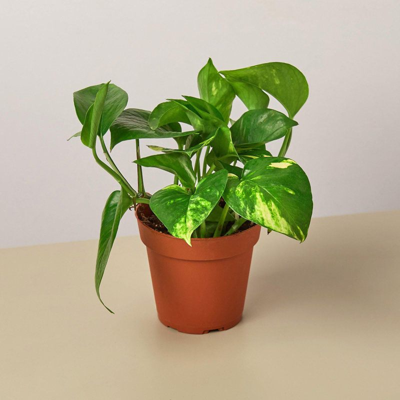 Golden Pothos 4" Nursery Pot Indoor/Outdoor Plant