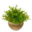 Reindeer Moss in Mossy Pot