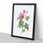Bourbon Rose in Pink by Pierre-Joseph Redoute - Picture Frame Graphic Art Print-55512976-55512977