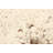 Sienna Cream Rug 5'3" x 8'4"