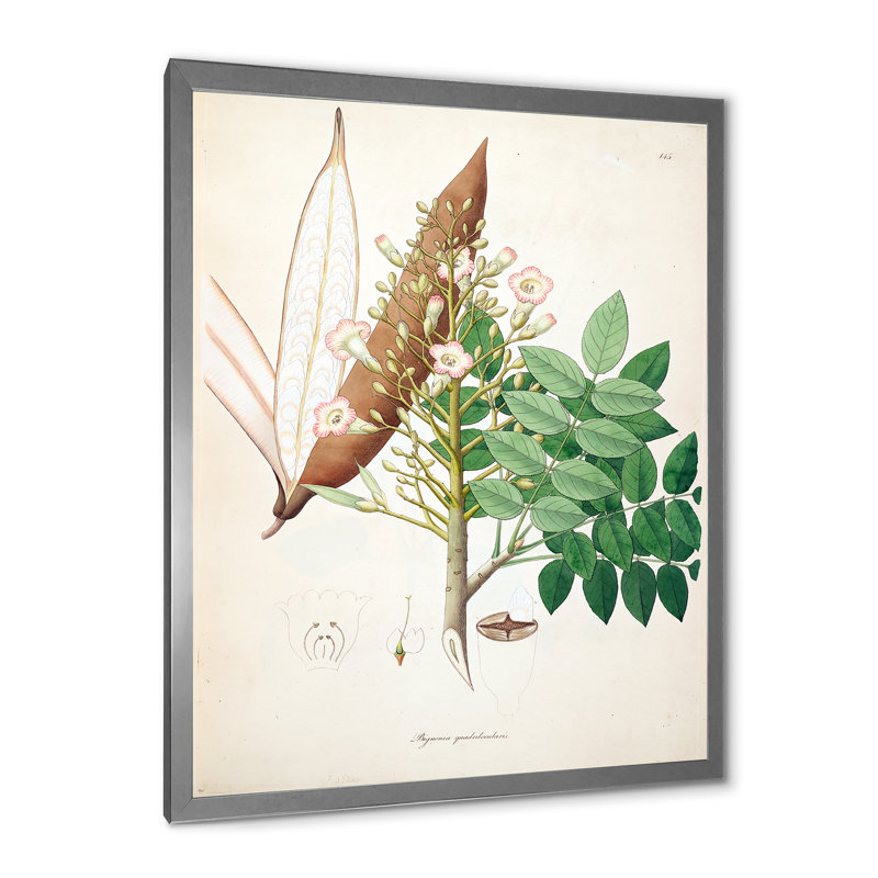 «Vintage Botanicals» - Peinture sur toile, H 20 po x l 12 po x P 1po, Cadre photo argenté