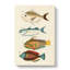 East Indies Fish Illustrations Fol. 2 by Louis Renard - Wrapped Canvas-55342818