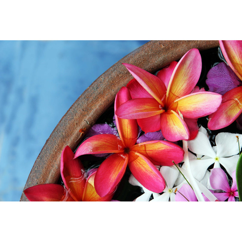 Fleurs d'hibiscus roses - Photographie sur toile tendue, H 8 po x l 12 po