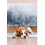 Laneva Radiator Sticker-528218520