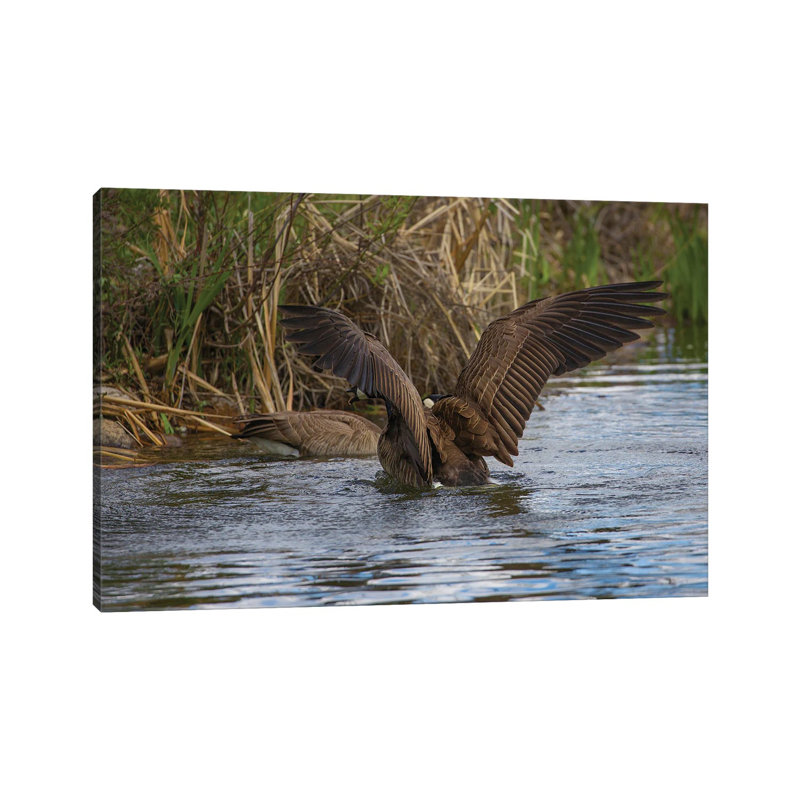 Bold And Beautiful by Louis Ruth - Wrapped Canvas Print, 20.32 cm H x 30.48 cm W