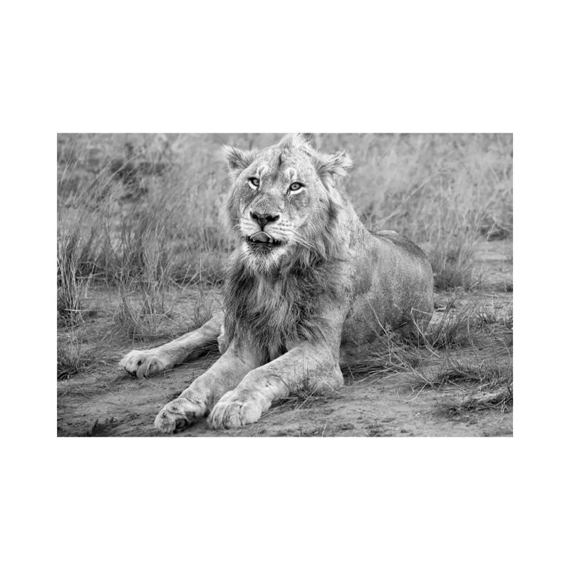 Young Male Lion by MScottPhotography - Wrapped Canvas Print, 20.32 cm H x 30.48 cm W