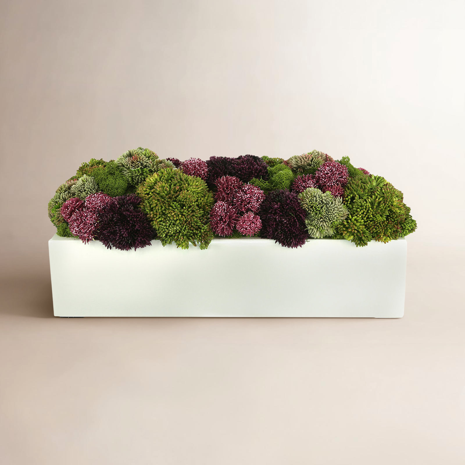 8'' Succulent Sedum in Fiberstone Planter, 8" H x 18" W x 10" D, Rectangular