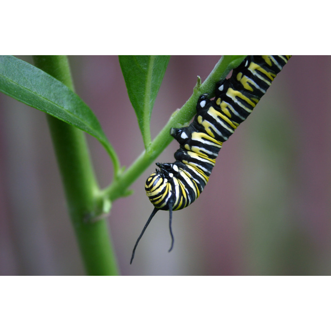 Monarch Caterpillar von Brackish_nz - Kunstdrucke auf Leinwand