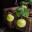 Artificial Green Apple Branch with Leaves-225325594
