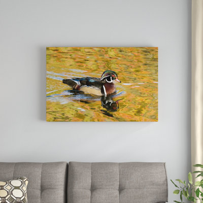 " Wood Duck Male "