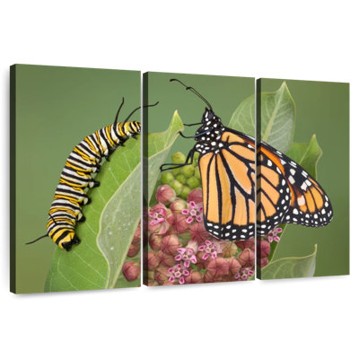 Milkweed Monarch And Caterpillar