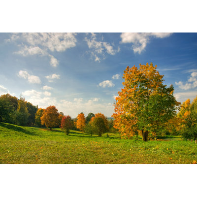 Yellow Tree in Park by Alexkotlov