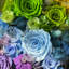 Arrangement floral arc-en-ciel rose