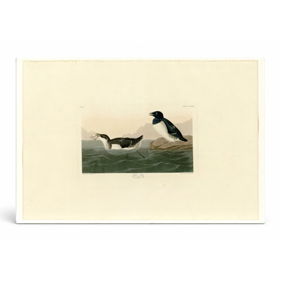 Little Auk, Plate 339 (1835) — Landscape Canvas Wall Art