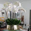 Roberi bowl with multiple stems of white Phalaenopsis orchids-1152908704-1155361734
