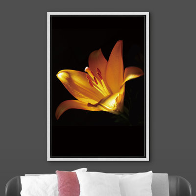 " Closeup Of Blooming Tropical Lily "
