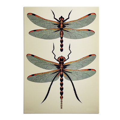 Classic Dragonflies - Wall Art