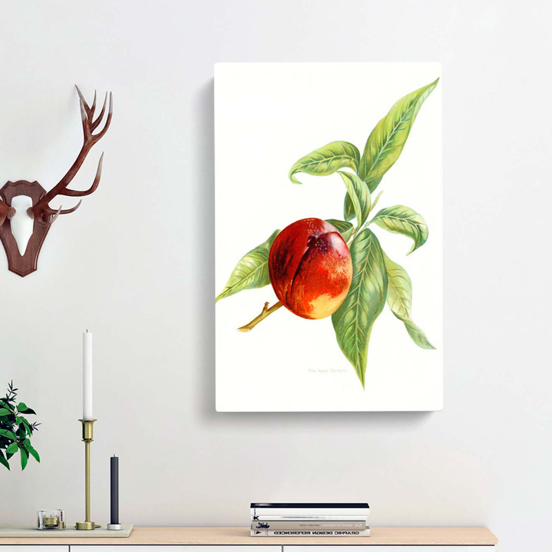 Vintage Peach Illustration of a Nectarine - Wrapped Canvas, 50cm H x 35cm W x 3cm D