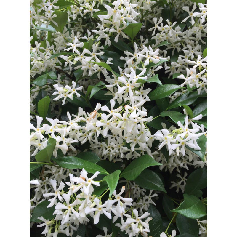 American Plant Exchange Jasmine Plant