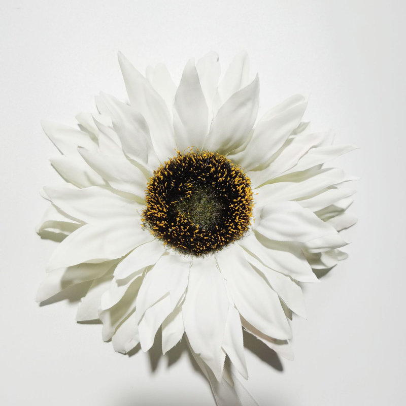  Embrasse Lonas, Blanc