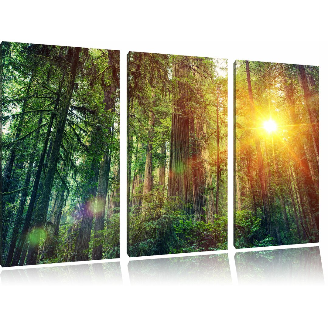 3-tlg. Leinwandbilder-Set Wald bei Sonnenlicht, Fotodruck