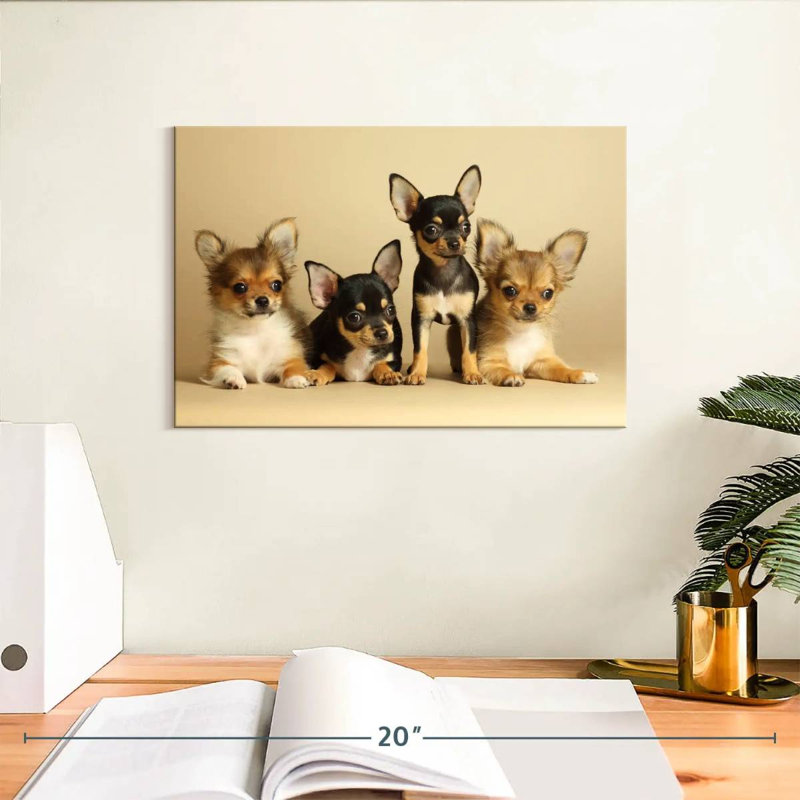 Adorables chiens chihuahua, H 8 po x l 12 po