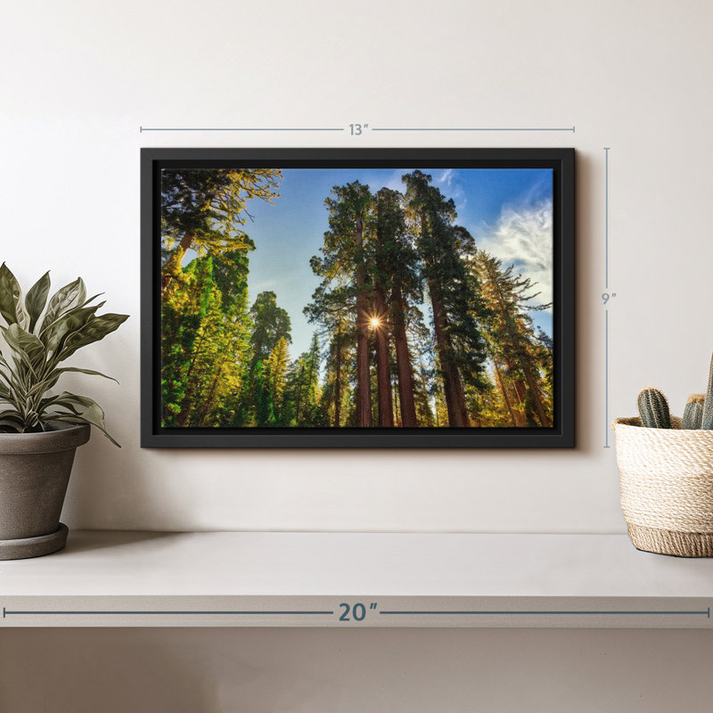 Floral et botanique «Grant Grove Trees Canvas Print», H 9 po x l 13 po