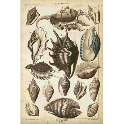 Spider Conch Shells