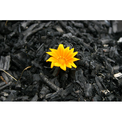 The Beginning Of A New Life