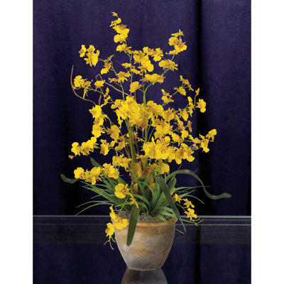 Orchid Arrangement in Pot
