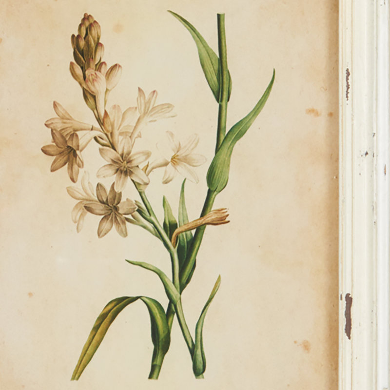 Wild Flower Botanical Set