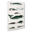 Various Whales XXX by Oliver Goldsmith - Wrapped Canvas Painting Print-55370014