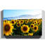 Yellow Sunflowers Flower Photographic - Wrapped Canvas - Framed Print-19096864
