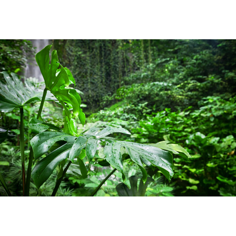 Cheese Plant par Tomml, H 24 po x l 36 po