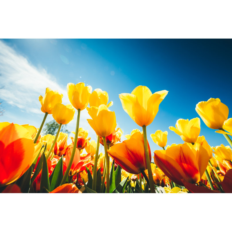 Tulip Field by Borchee - Wrapped Canvas Print, 20cm H x 30cm W