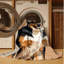  Tapis lavable pour chiens Kai Ken-700581627