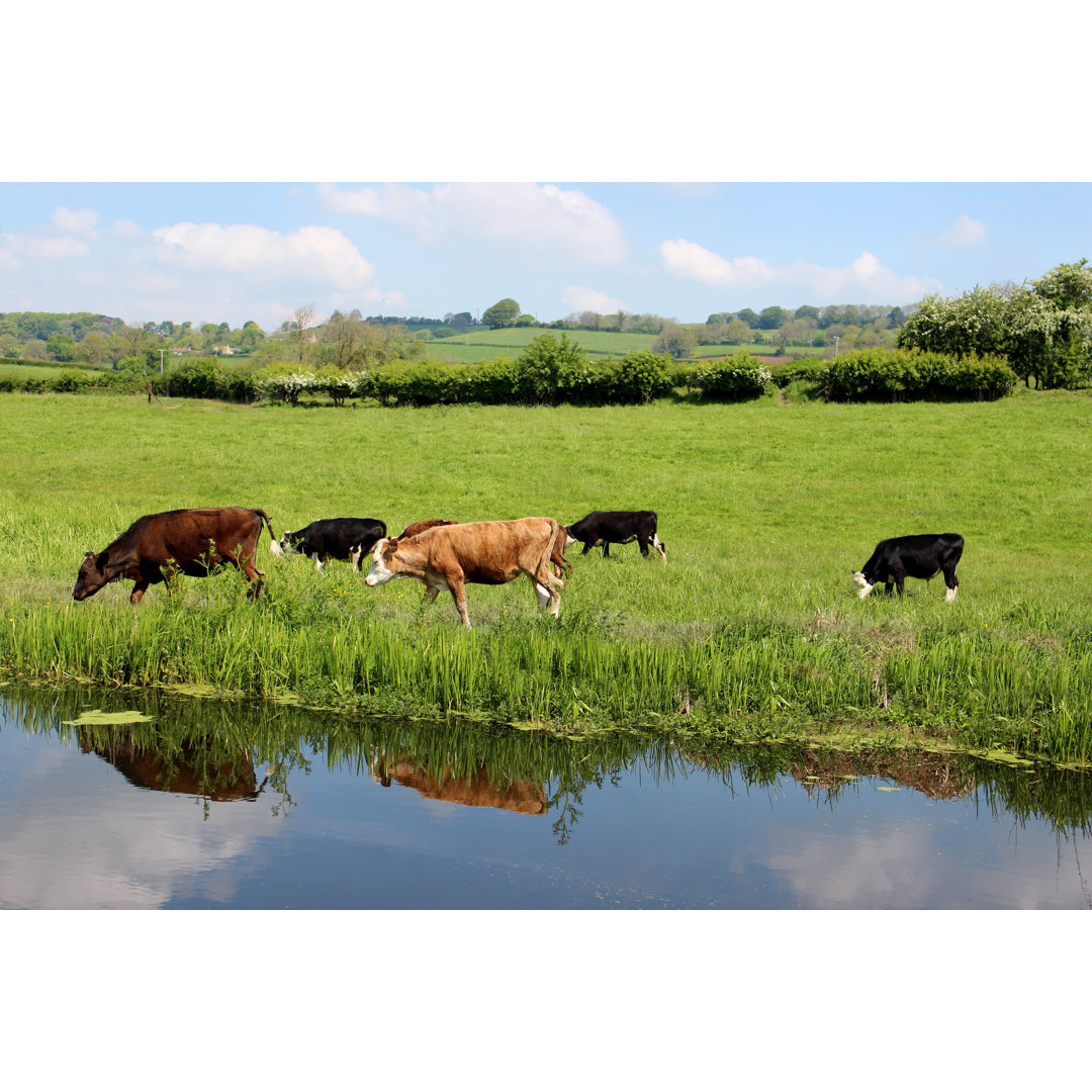 Happy Young Angus, Friesian, Guernsey And Jersey Cows / Calves Drinking by Mtreasure - No Frame Art Prints on Canvas