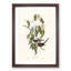Graceful Ground Doves by Elizabeth Gould - Picture Frame Graphic Art Print-55608467-55608477