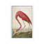American Flamingo by John Audubon - Floater Frame Painting on Canvas-1482151764-1482151767