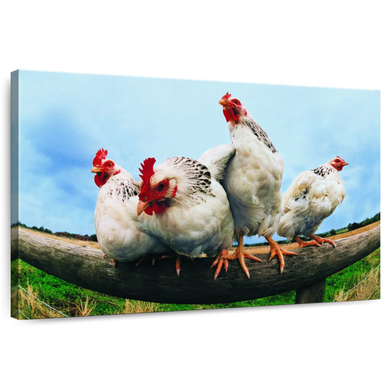 Poulet Brampt, H 30 po x l 45 po