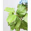 Green Double Hydrangea 36"-1746310716