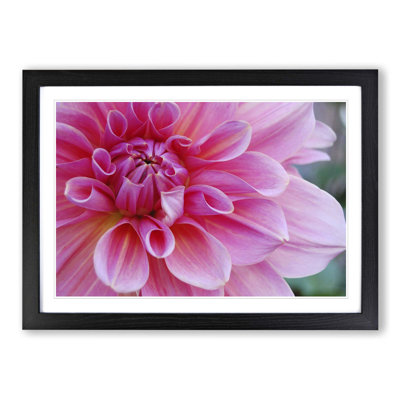 Flower Pink Blossom Framed Photographic - Framed Print