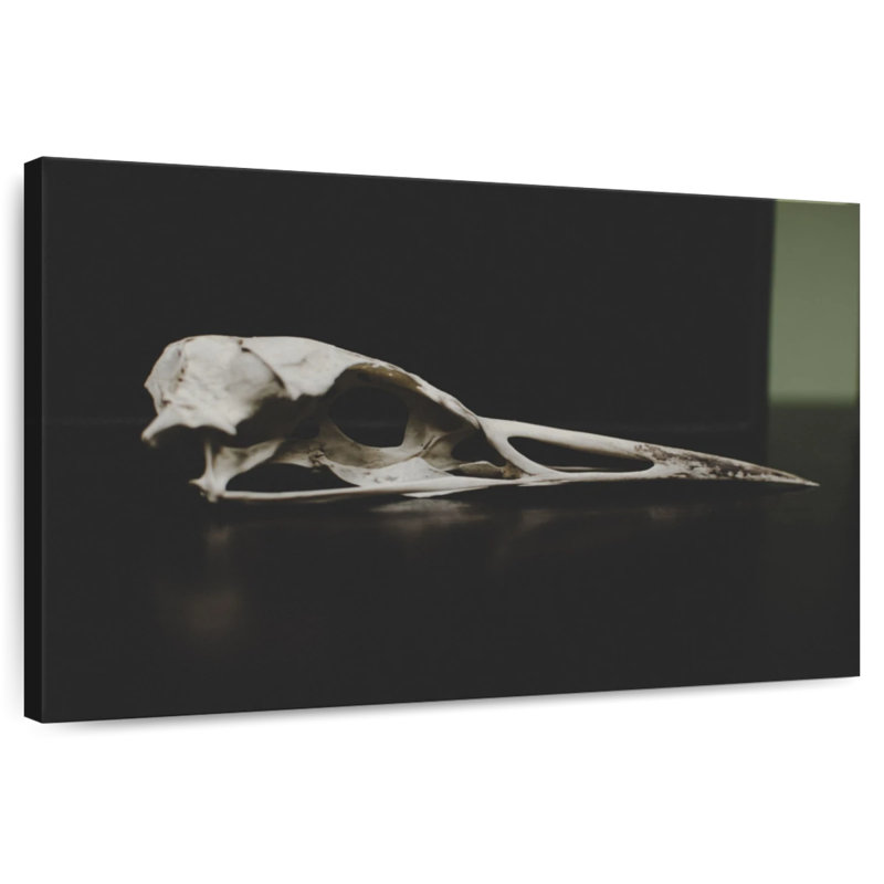 Kerner Bird Skull
