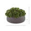 Sedum disposée en pot de fibres-799681662-799681663