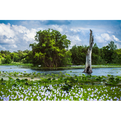 Brazos Bend, Texas - Wrapped Canvas Print